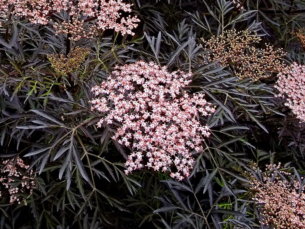 Бузина черная (Sambucus nigra) "Black Lace" - "Чёрное кружево" - Фёдор Меркурьев