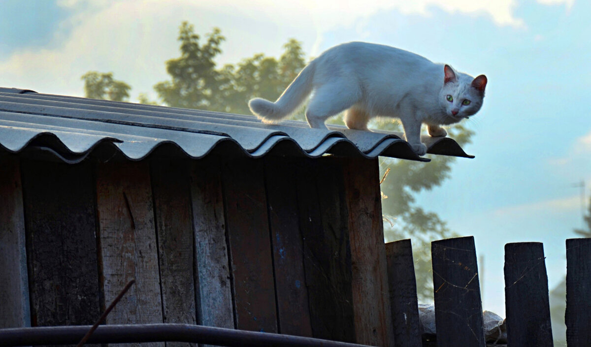 Вечерняя прогулка белой кошки по заборам и крышам - Владимир Анакин