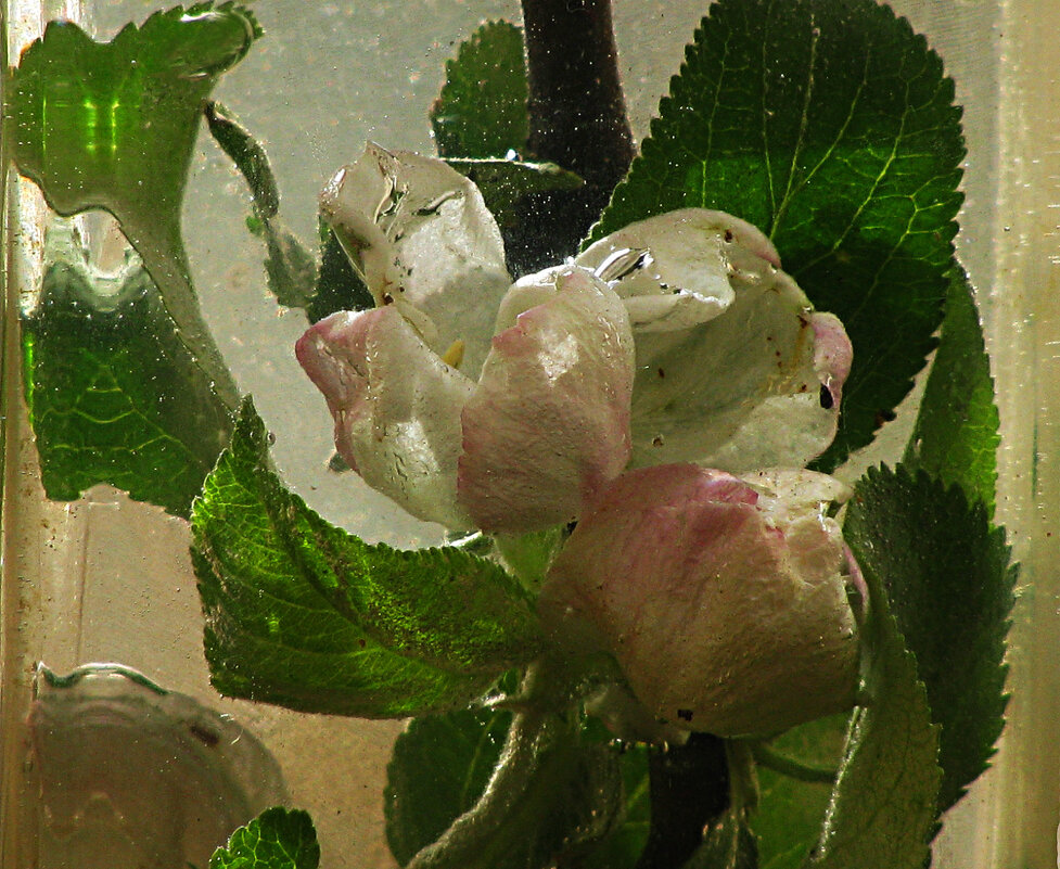 Цветок яблони - Наталья 