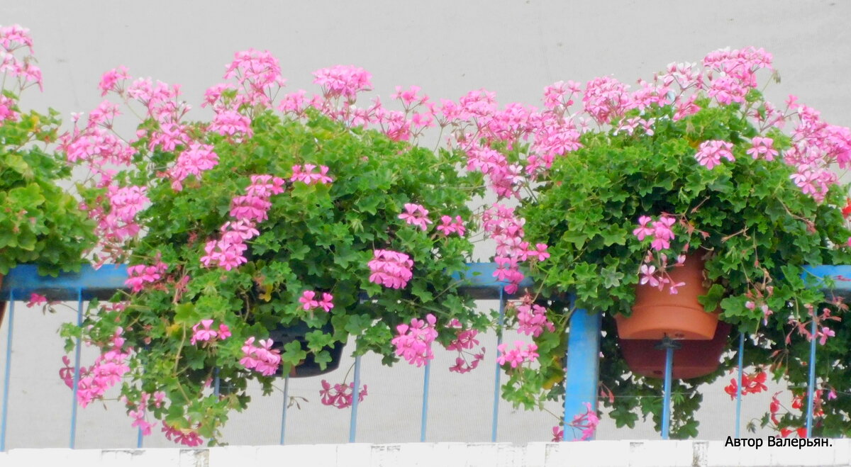 Цветы на балконе. - Валерьян Запорожченко