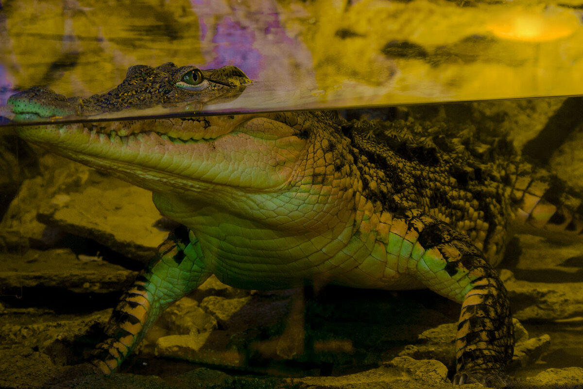 Мой зоопарк - Нильский крокодил - Владимир Максимов