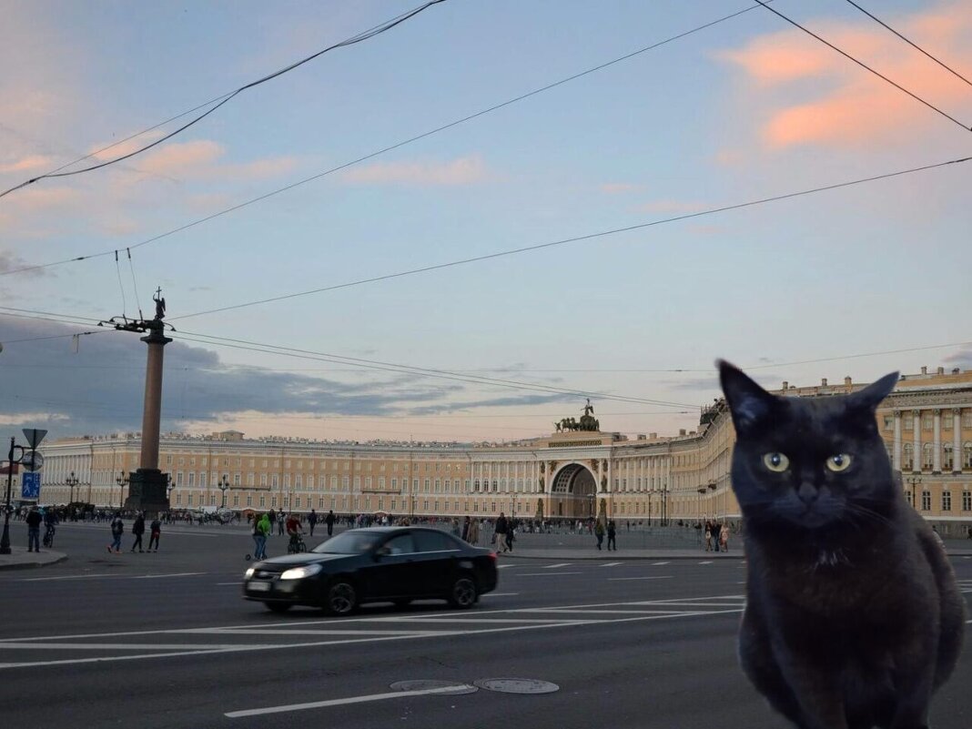 День петербургских котов и кошек. - Михаил Столяров