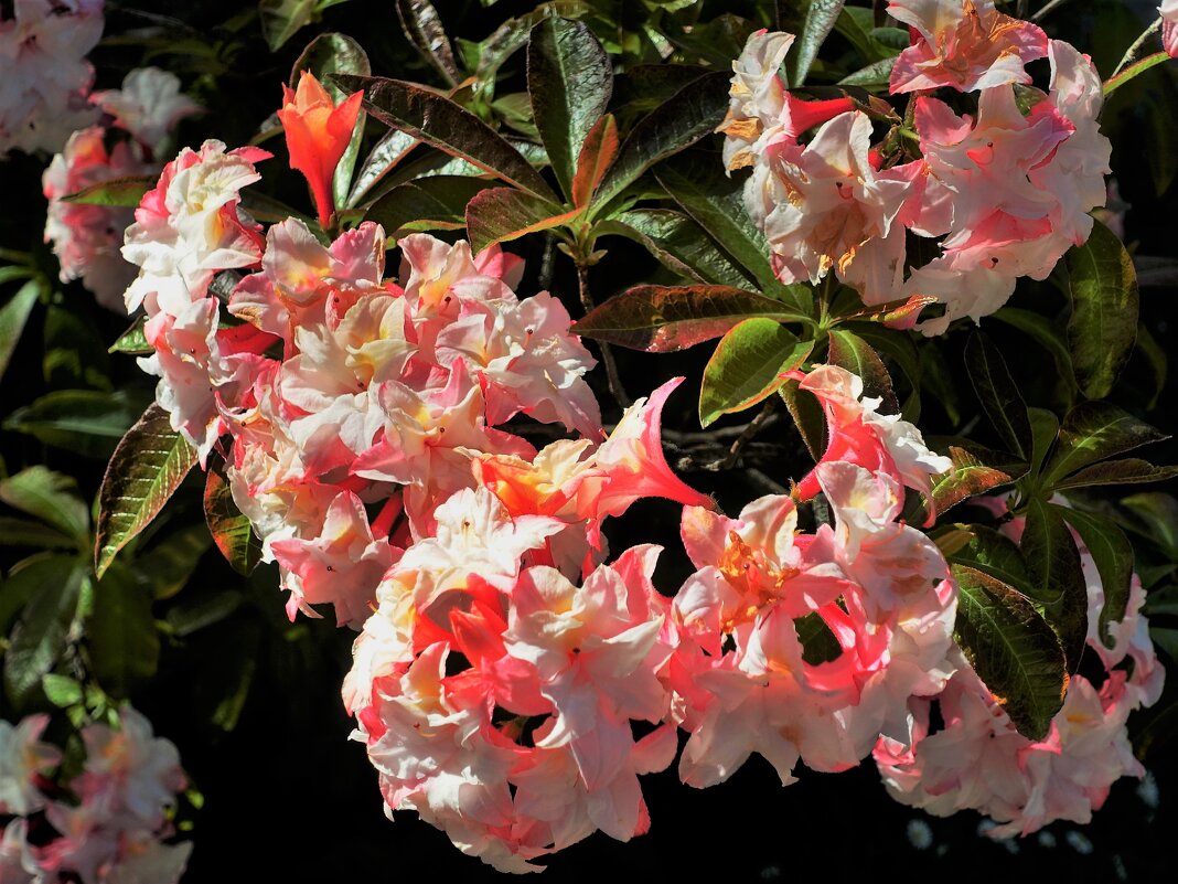 Цветущие Канадские розовые рододендроны - Aida10 