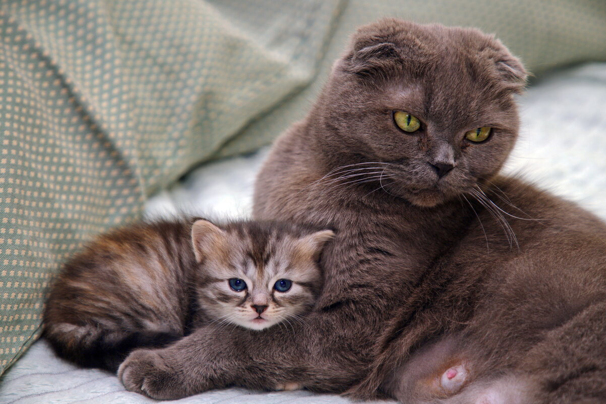 С мамочкою я (мадонна с младенцем по кошкински) - M Marikfoto