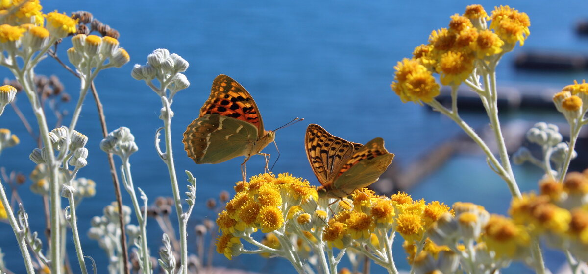 Бабочки и море - Августина 