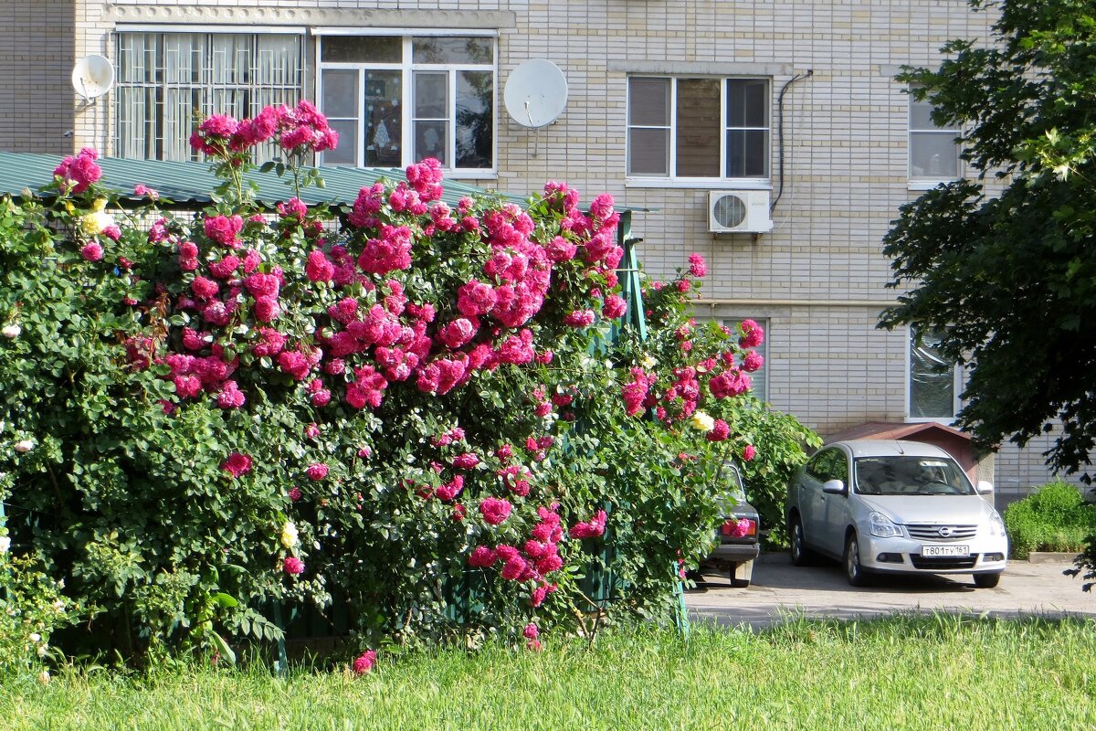 Июньские плетистые розы - Татьяна Смоляниченко