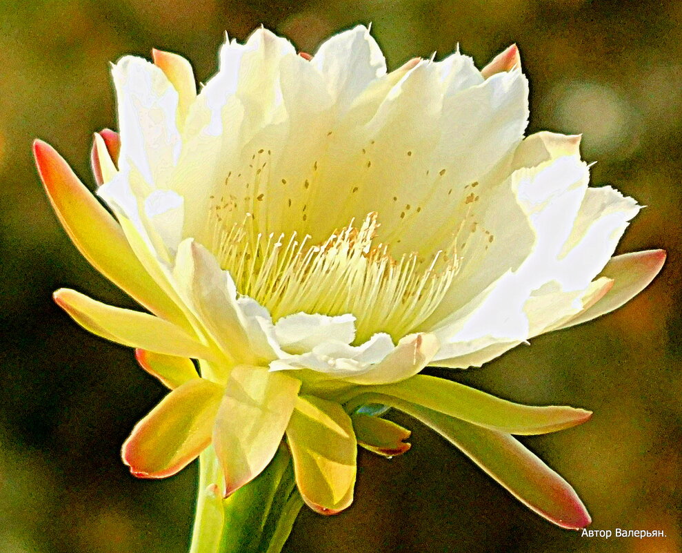 Цветок кактуса Цереус - Валерьян Запорожченко