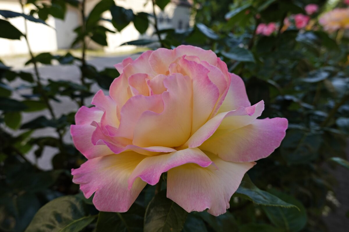 О, как прекрасны розы, Чудесен дивный аромат.... - Galina Dzubina