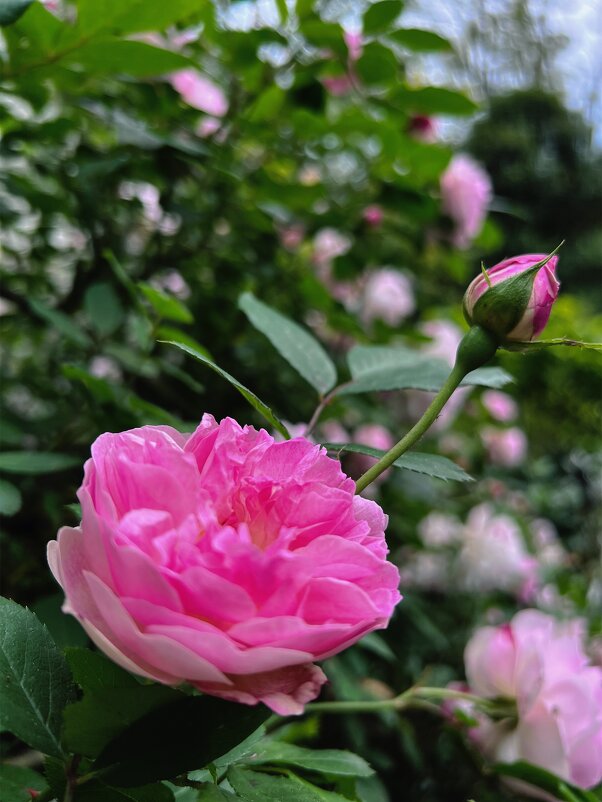 Розовая Роза - Nata Potapova
