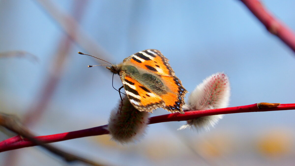 весенние бабочки 5 - Александр Прокудин