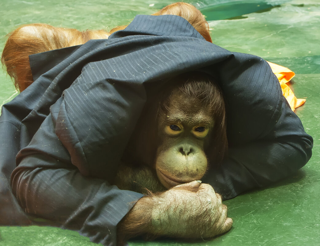 Мой зоопарк - Орангутан - Владимир Максимов