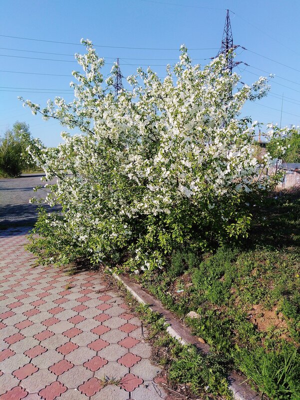 Яблоня в цвету. - sav-al-v Савченко