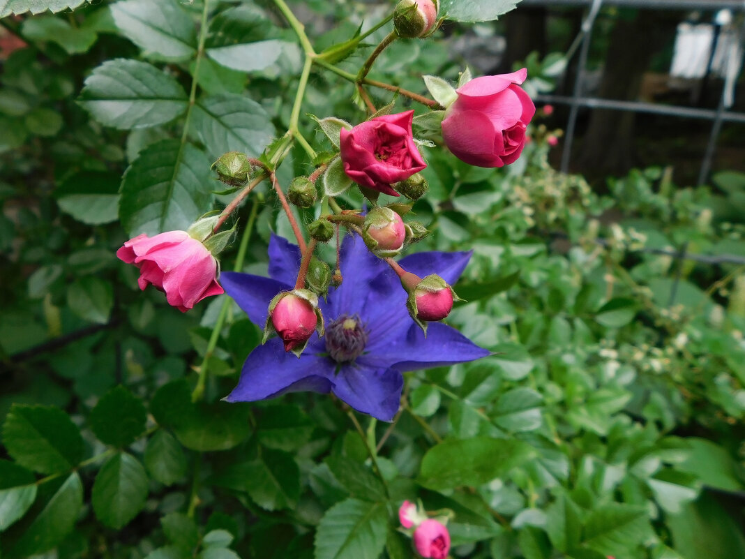 Фиолетовый клематис и розы - Наиля 