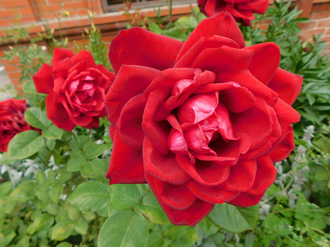 Красные розы - Наиля 