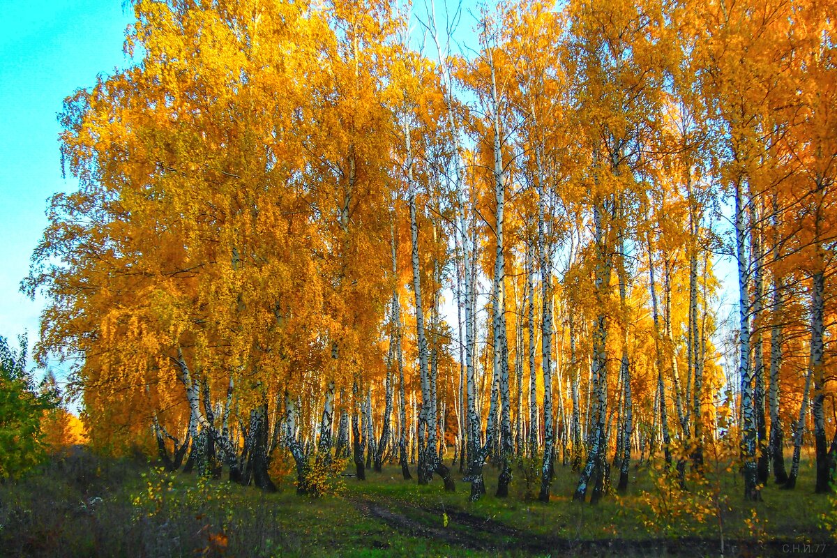 *** - Николай С