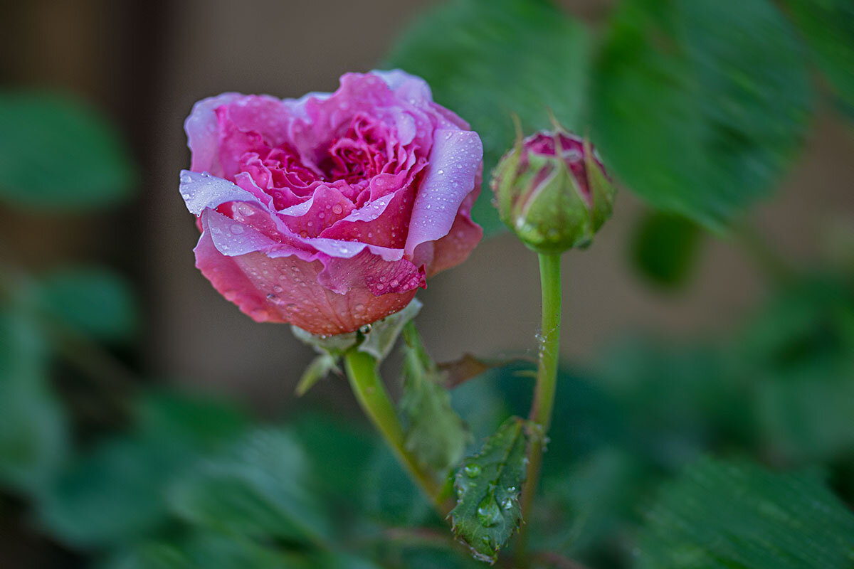 Бутон розы после дождя - Александр Трухин