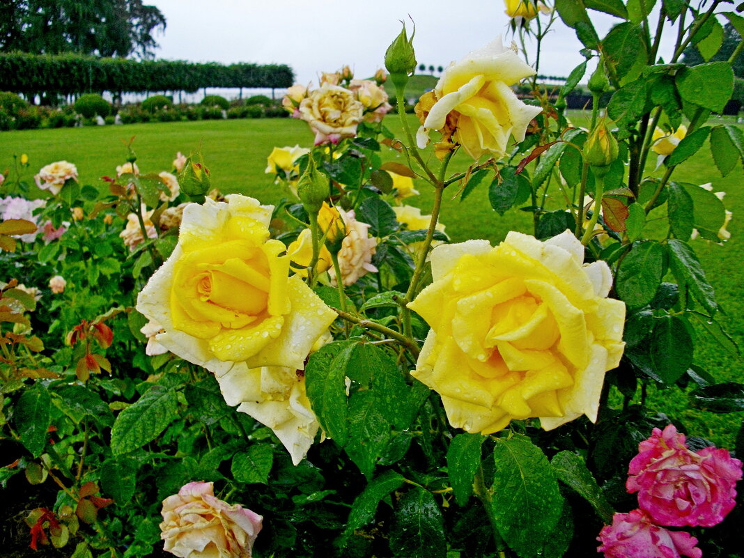 Розы жёлтые, розы чайные... - Лия ☼