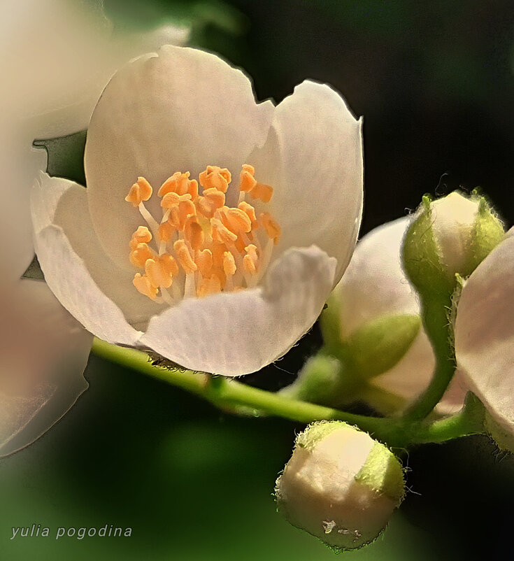 Цветёт жасмин - Юлия Погодина