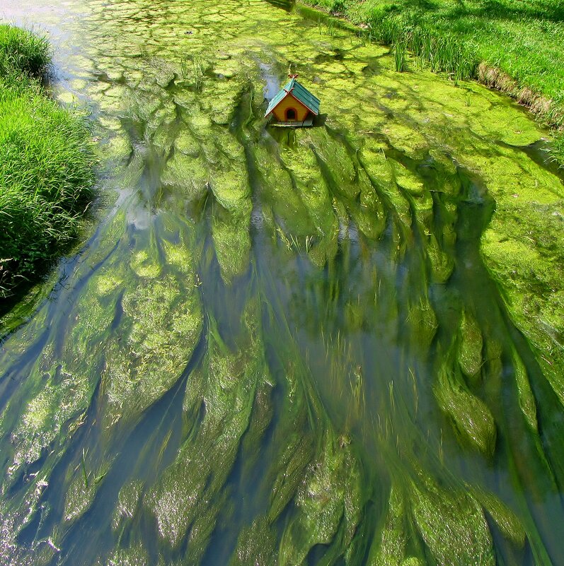 ...  зелёные нитчатые водоросли  на Яузе...... - galalog galalog