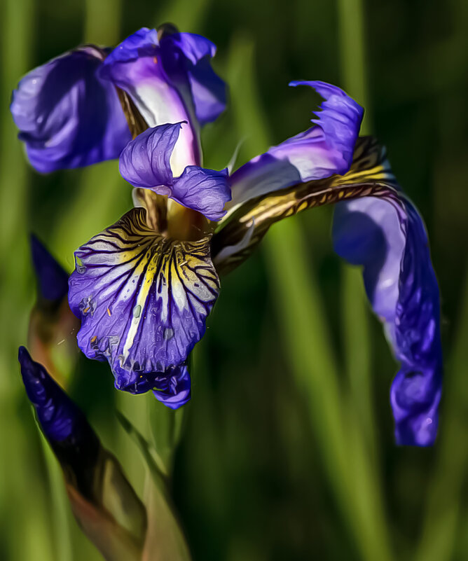 Iris Atropurpurea