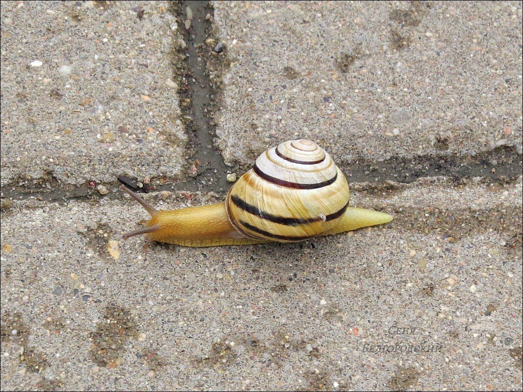 Цепея австрийская ( Caucasotachea vindobonensis) - Сеня Белгородский