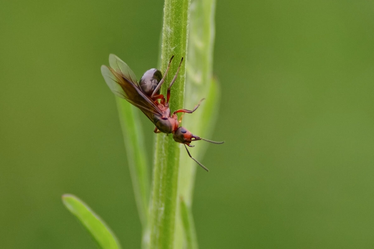 Крылатый  муравей - Геннадий Супрун