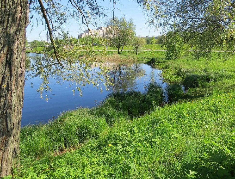 Пруд в парке - Вера Щукина