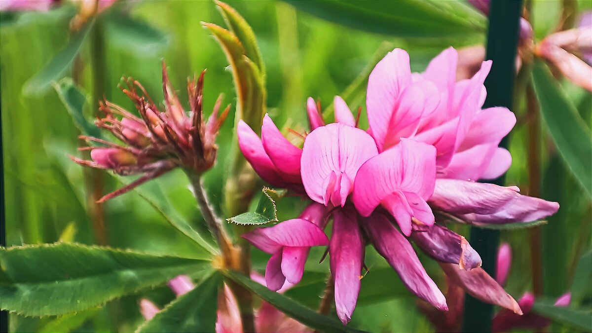 Цветок полевой - Ульяна Северинова Фотограф