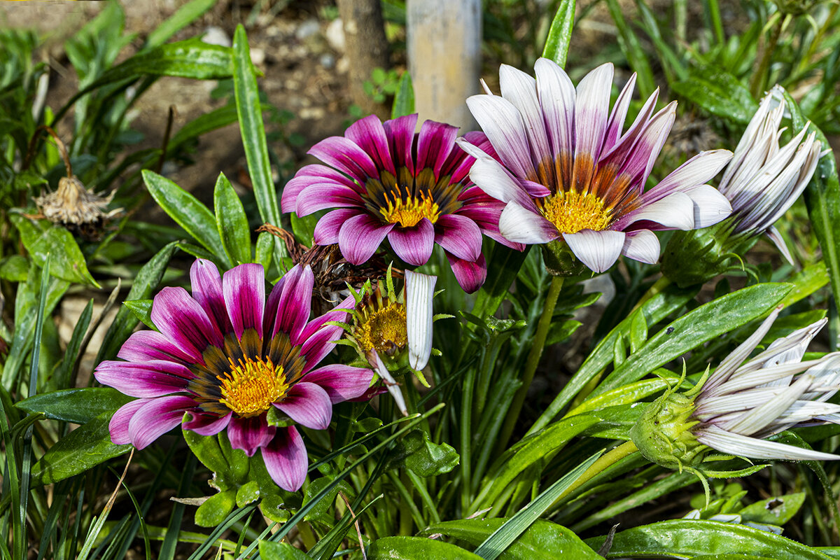 Gazania rigens