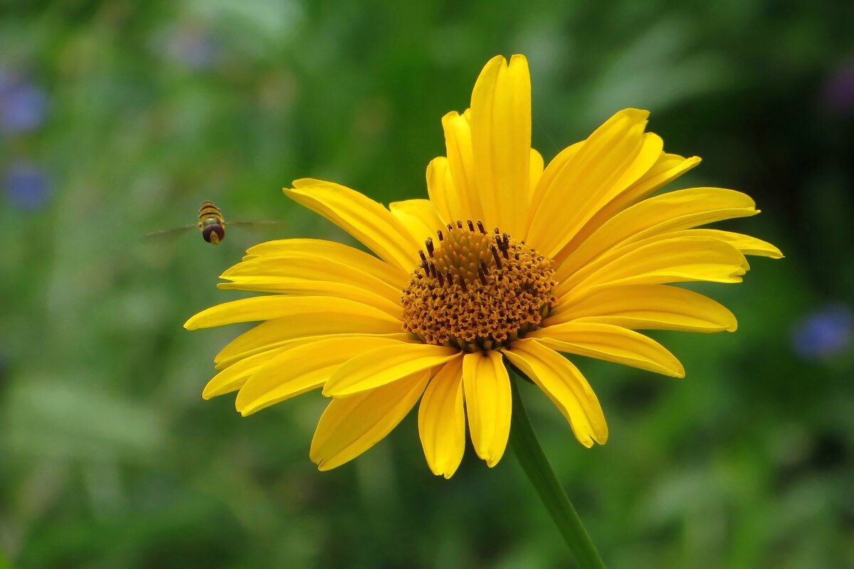 Пчела-сластёна летит в гости - Татьяна Смоляниченко