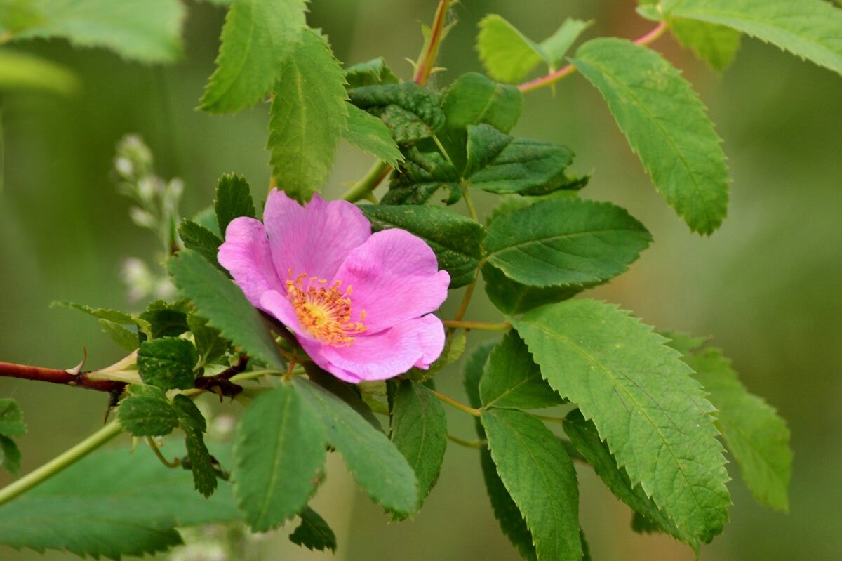 Цветок  лесного  шиповника - Геннадий Супрун