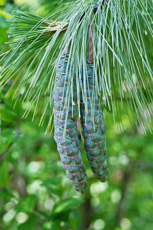 Pinus strobus Сосна Веймутова - wea *