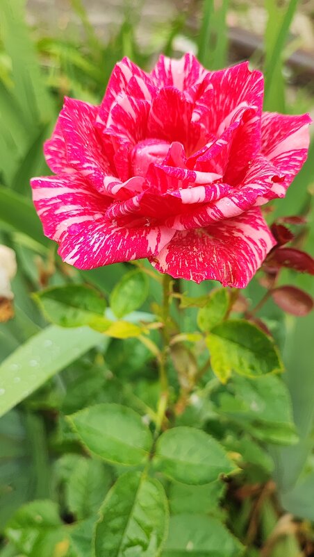 Розовая роза - Гуля Куценко
