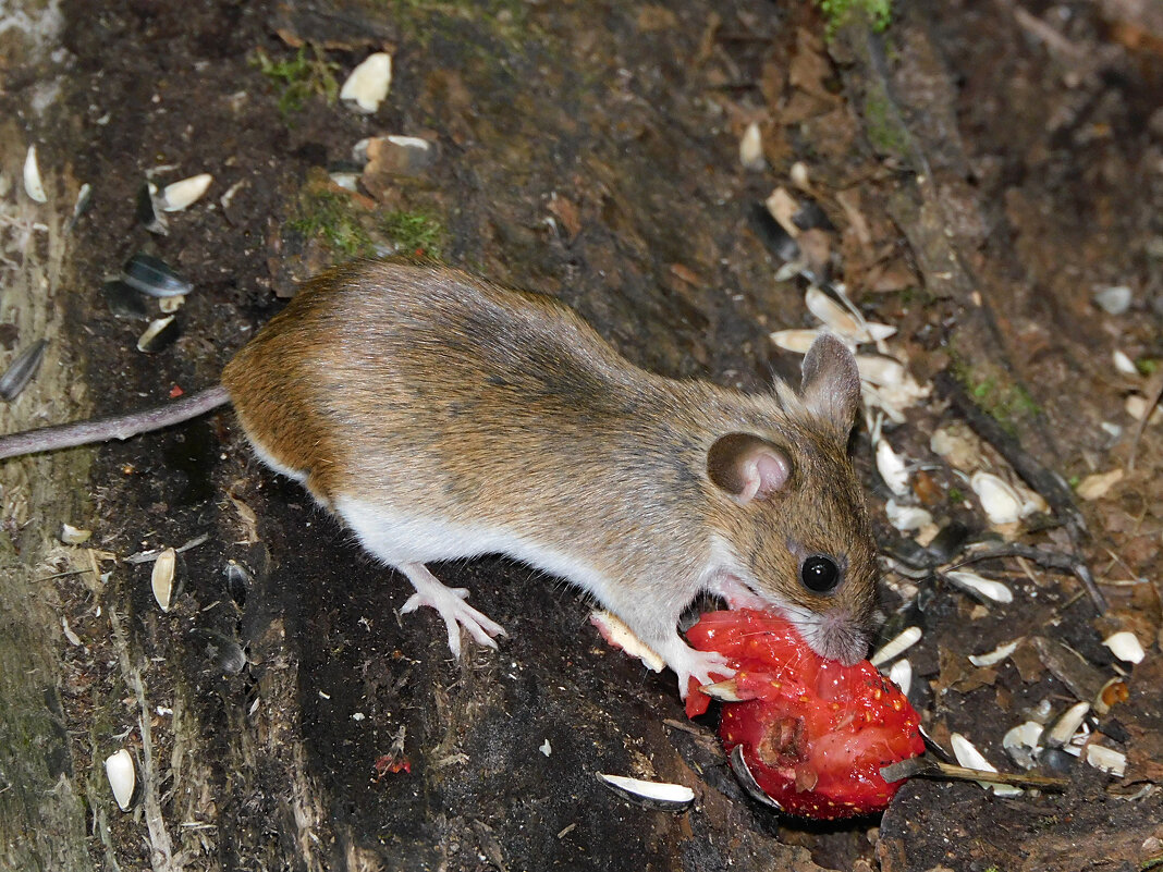 Мышонок малой лесной мыши - Лина 