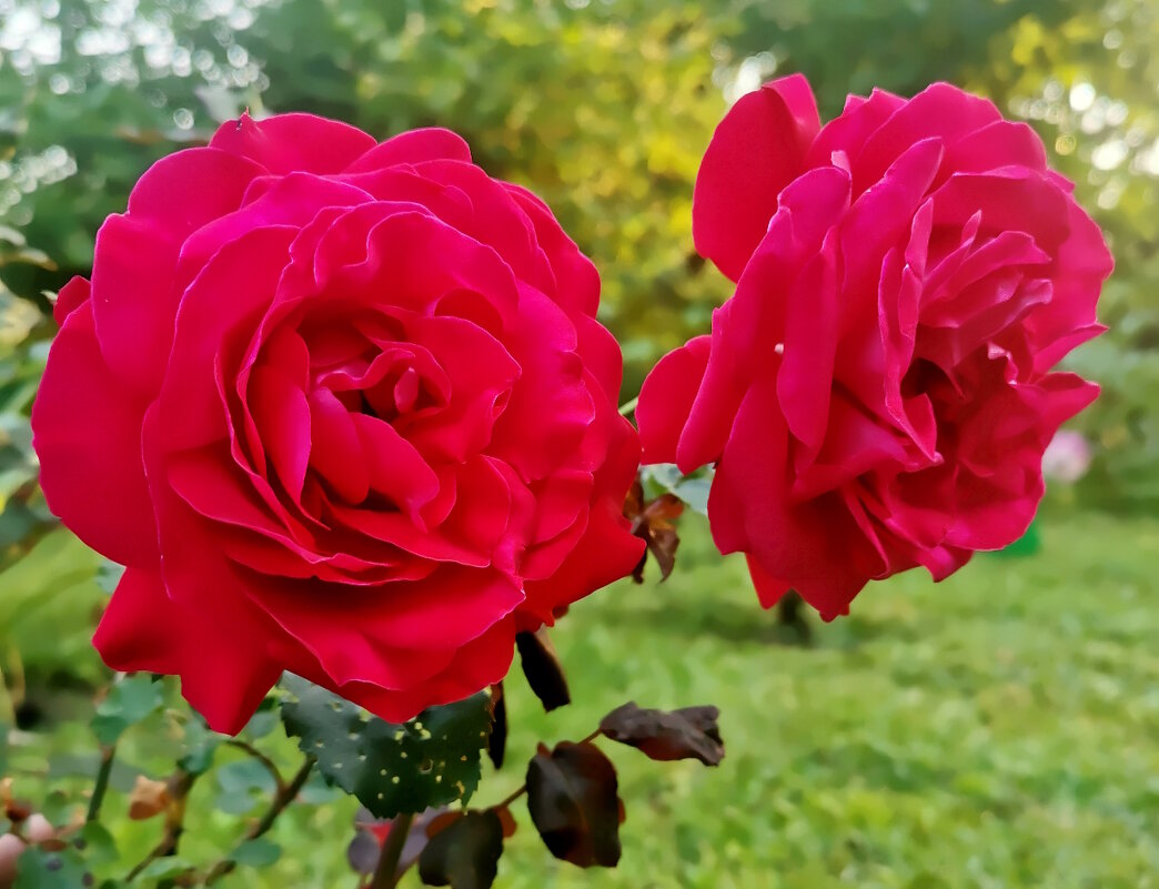 Розы в моем саду. - Ольга Довженко