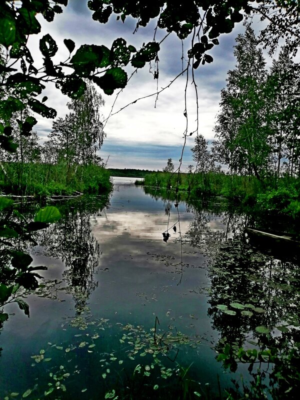 Озерное разнолистье.... - Vladimir Semenchukov