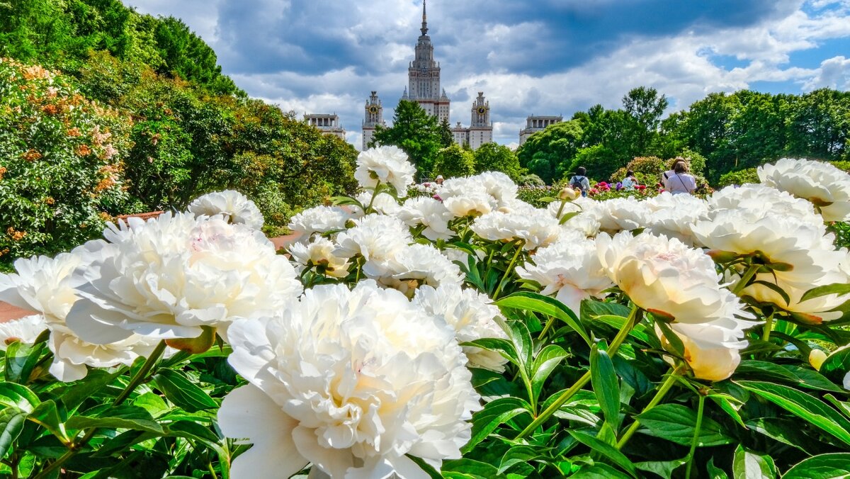 МГУ со стороны Ботанического Сада (5) - Георгий А