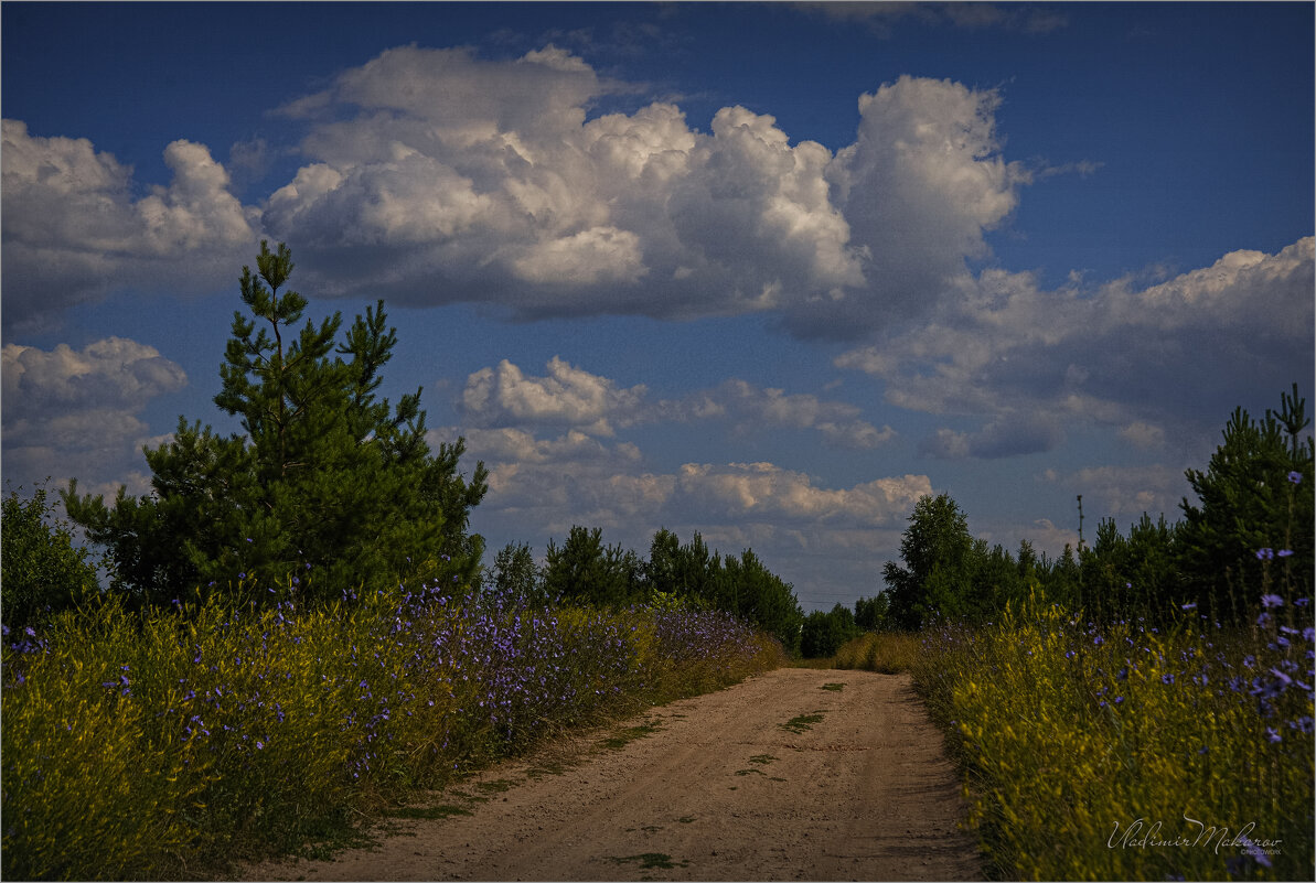 "Июльские травы у дороги"© - Владимир Макаров