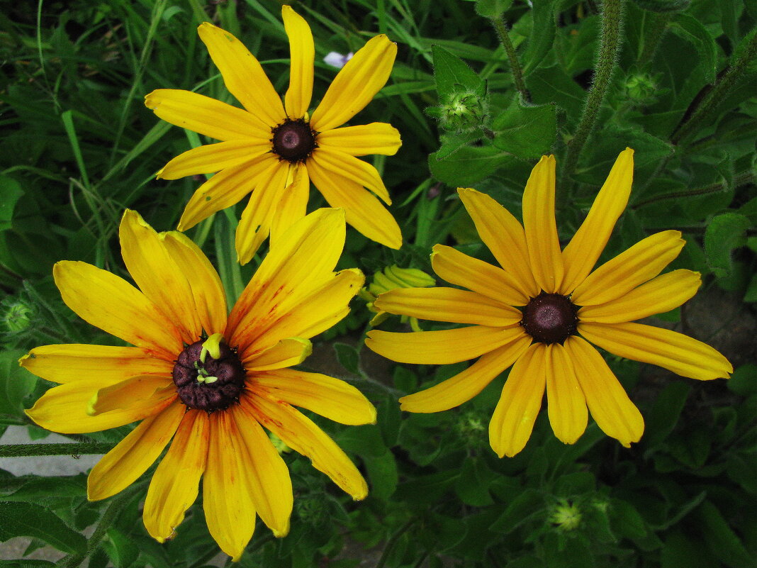 Рудбекия Rudbeckia Flamenco Yellow