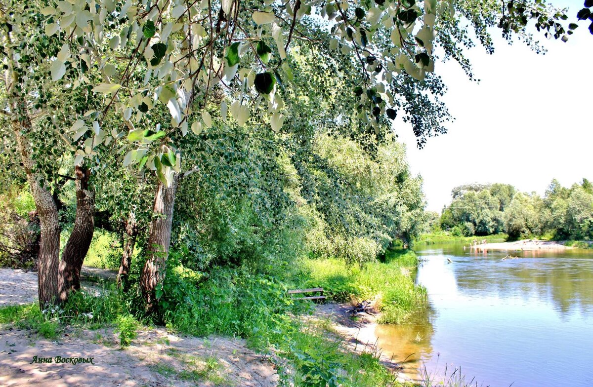 Серебристые тополя на реке Ворона близ Борисоглебска. - Восковых Анна Васильевна 