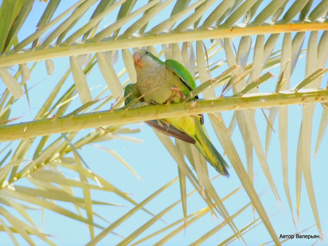 Зелёный попугай на пальме. - Валерьян Запорожченко