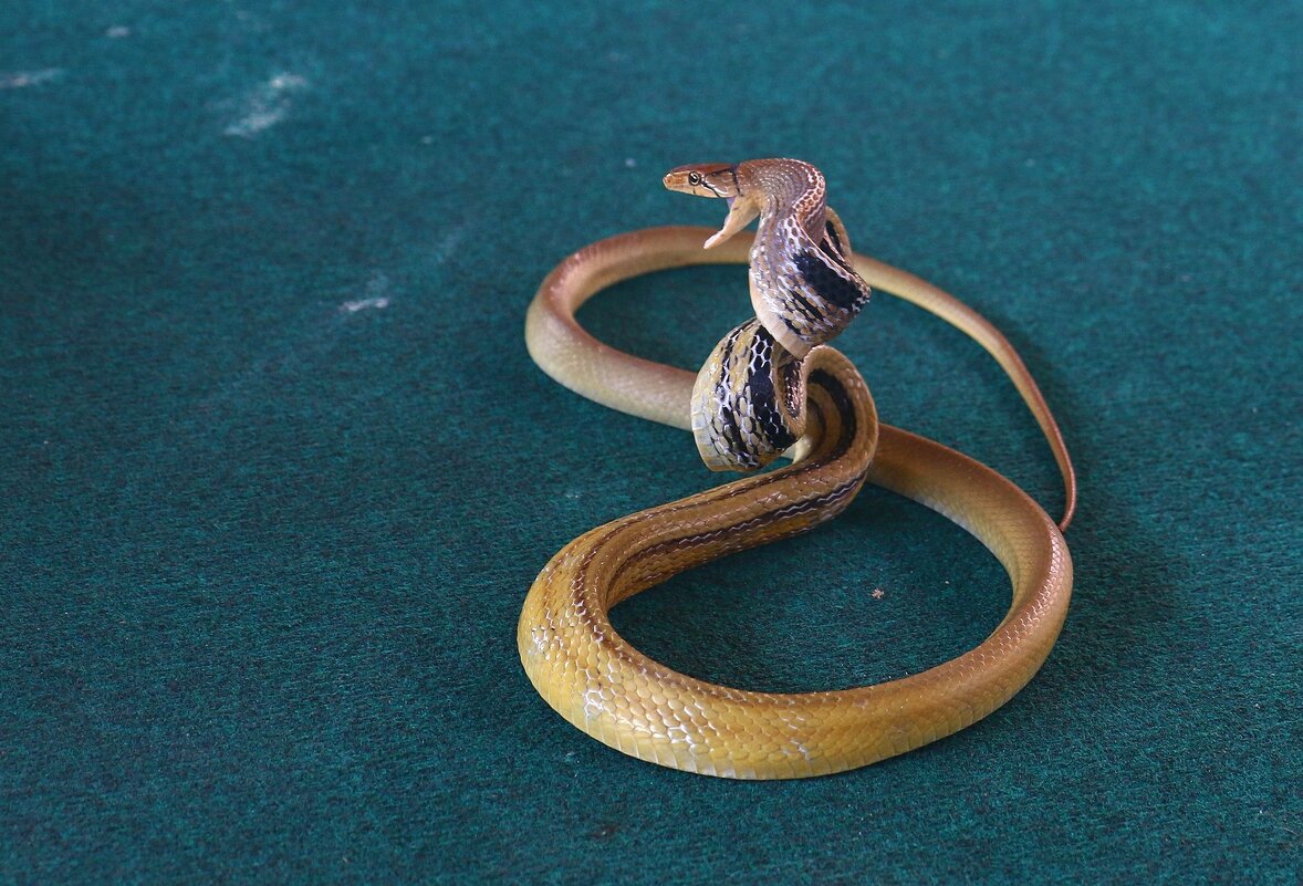 Змея - Лютый Дровосек