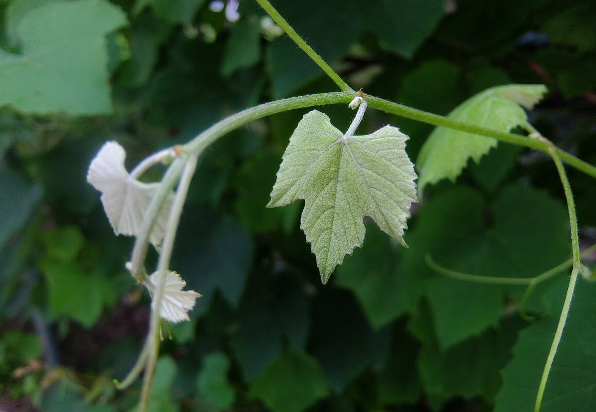 Юный и нежный листок винограда. - Люба 