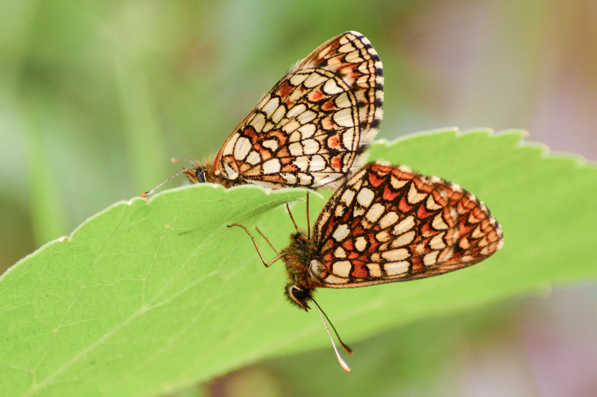 Две  бабочки - Геннадий Супрун