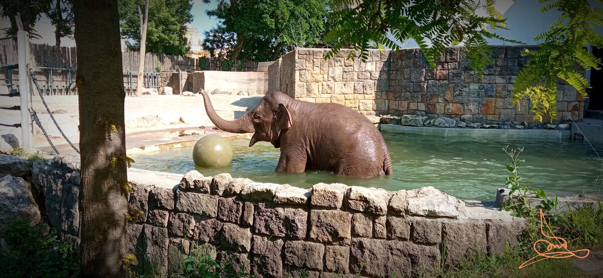 Budapest zoo - Denis Lipatov