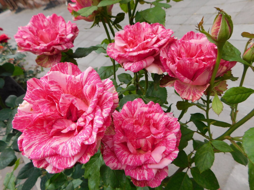 Куст розы чайно - гибридной - Наиля 