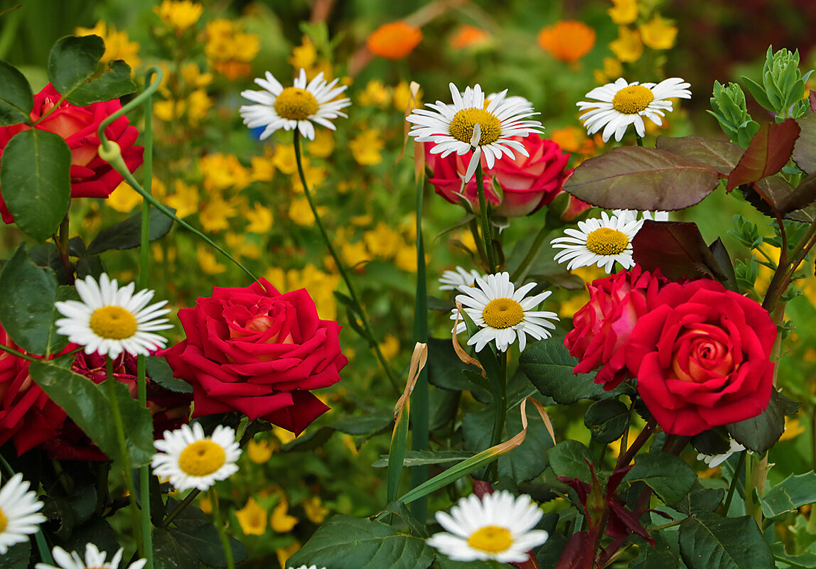 Ромашки и розы - летняя картинка - Светлана 