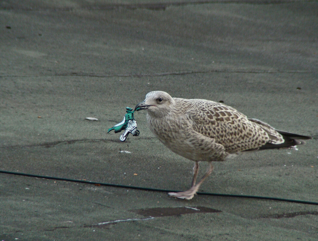 птенец серебристой чайки нашел детскую игрушку - gawrilа - dan