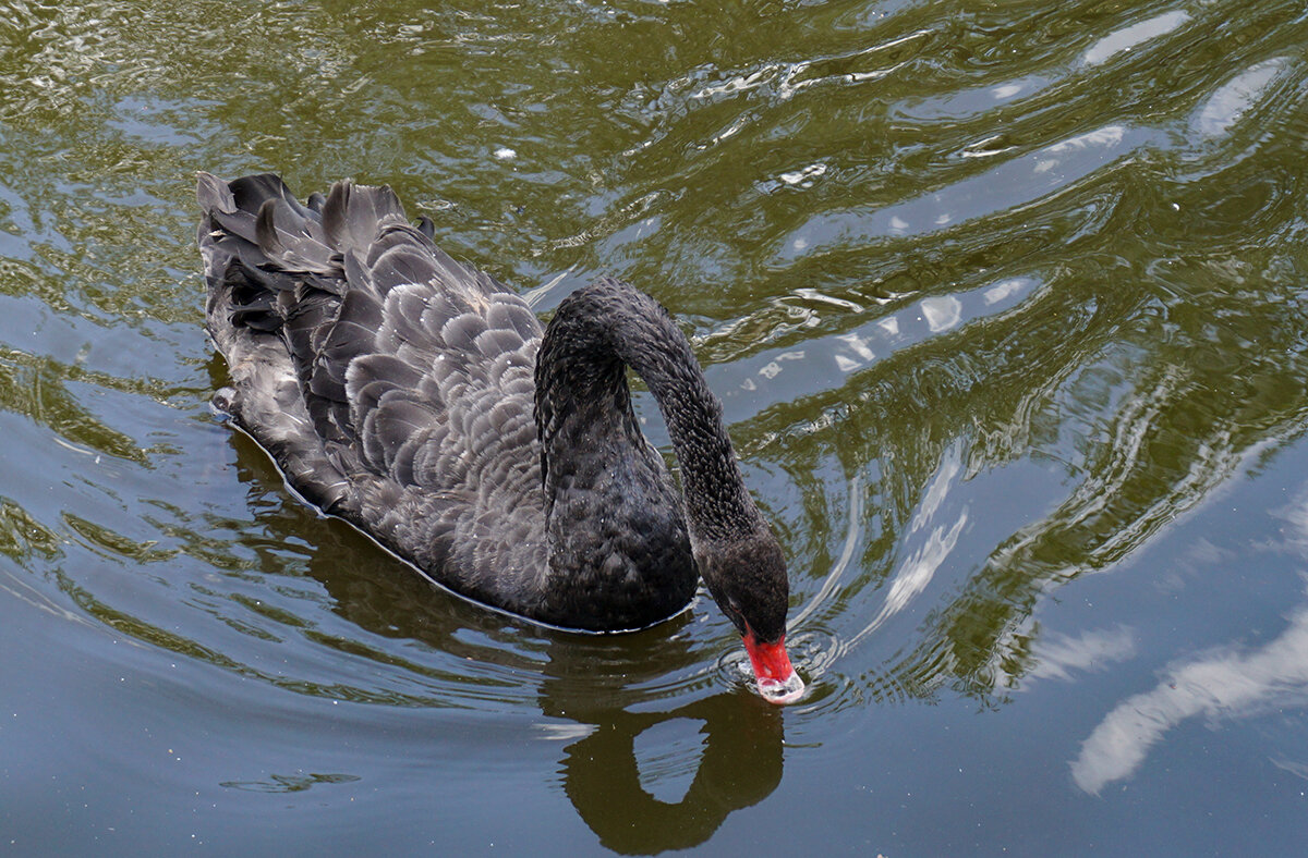 Черный лебедь на пруду - Ольга 