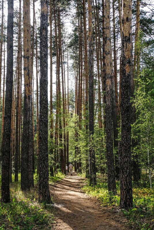 Прогулка в Солотчинском лесу - Георгий А